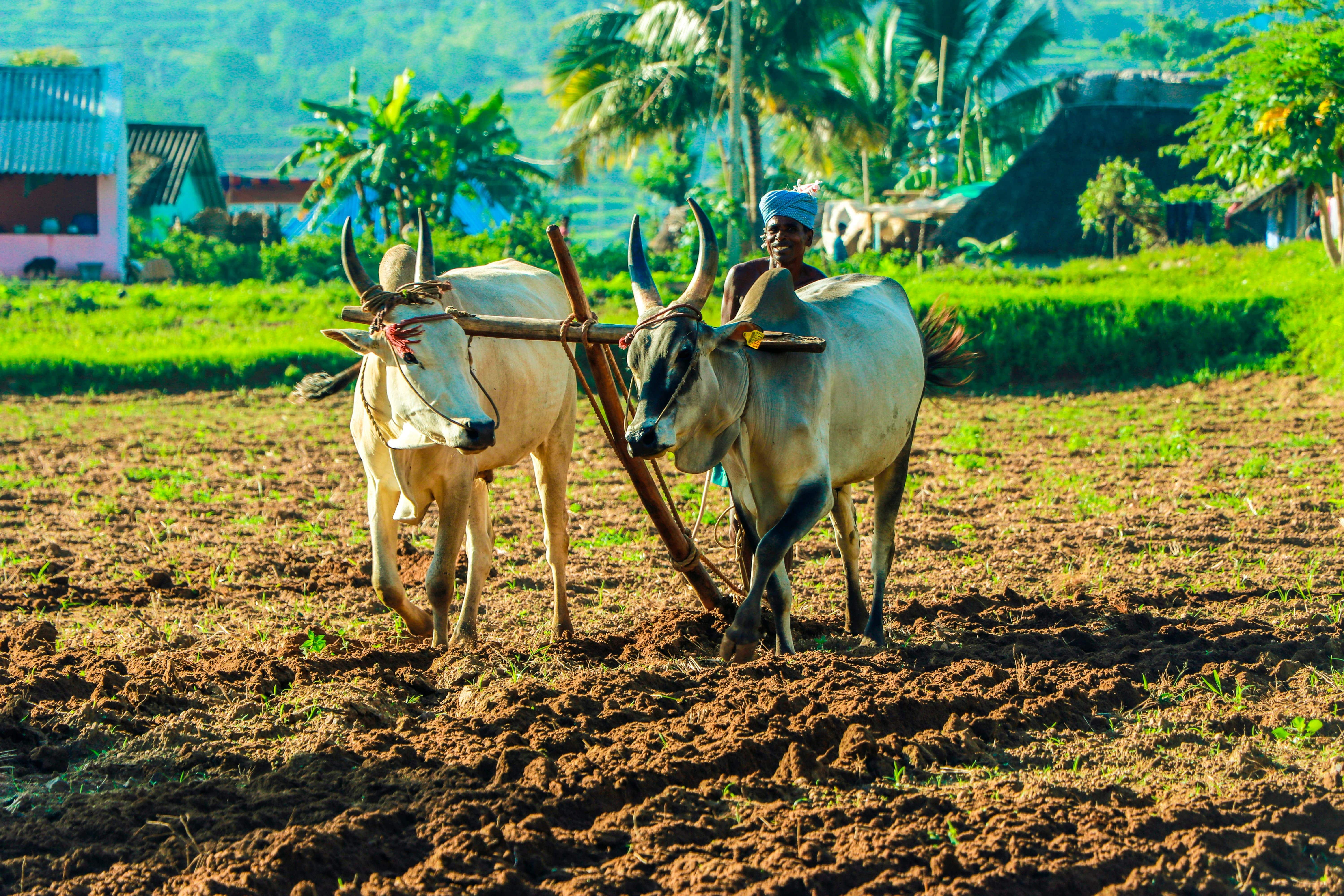 About Mayana Agro